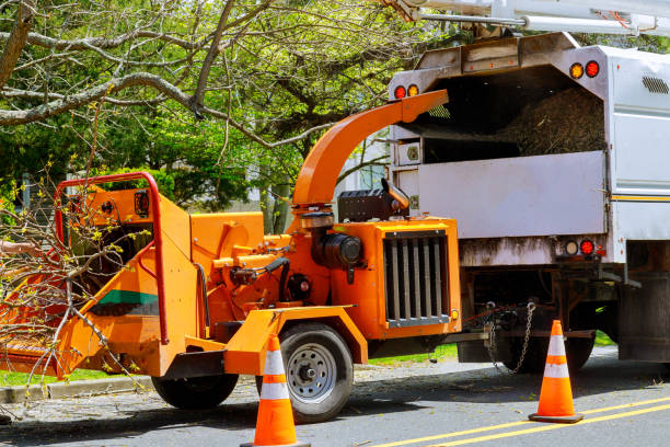 How Our Tree Care Process Works  in Dundas, MN